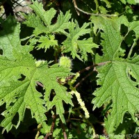 Girardinia diversifolia (Link) Friis